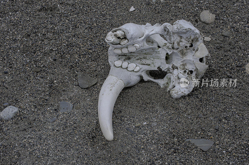 海象(Odobenus rosmarus)是一种分布在北冰洋北极和北半球亚北极海域的海洋哺乳动物。头骨的一部分、一根长牙、上颚骨和上颚牙齿。